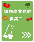 短期農業体験募集中！