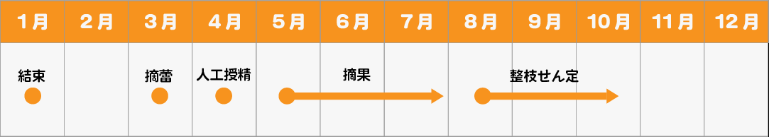 日本ナシの年間の作業スケジュール